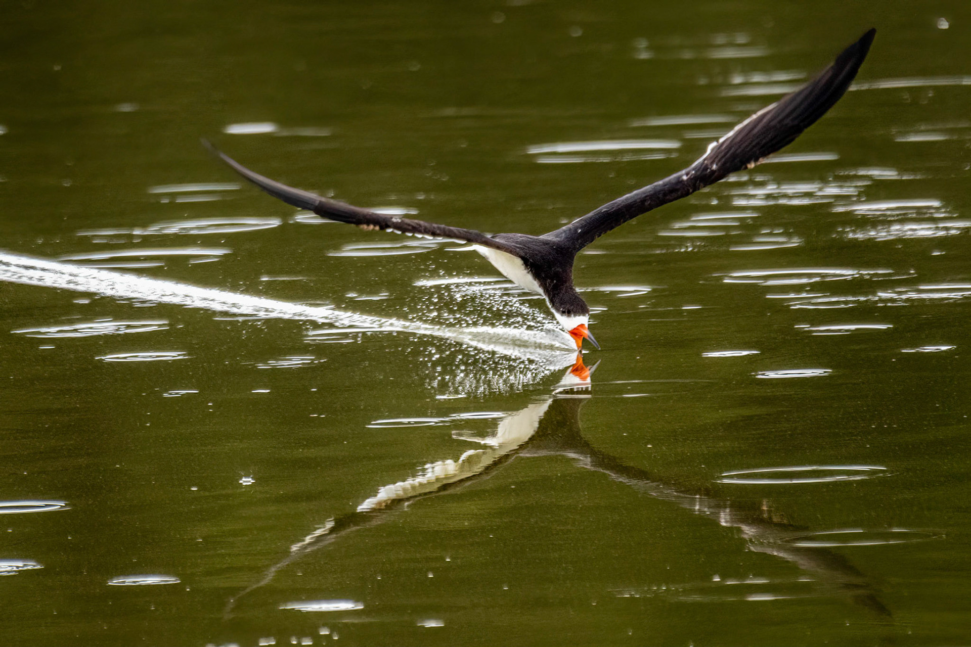Black Skimmer at Andree Clarke Bird Refuge