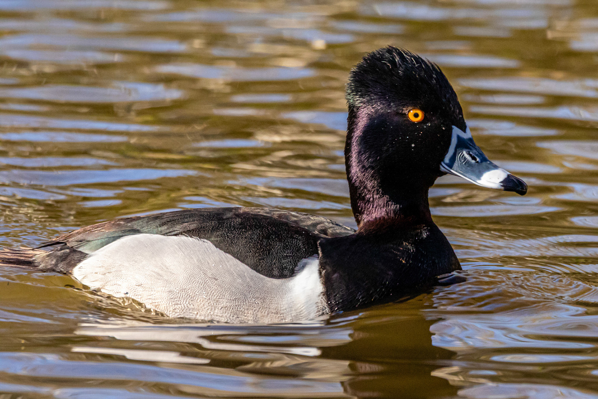 Ring-necked Duck at Oak Park Pond