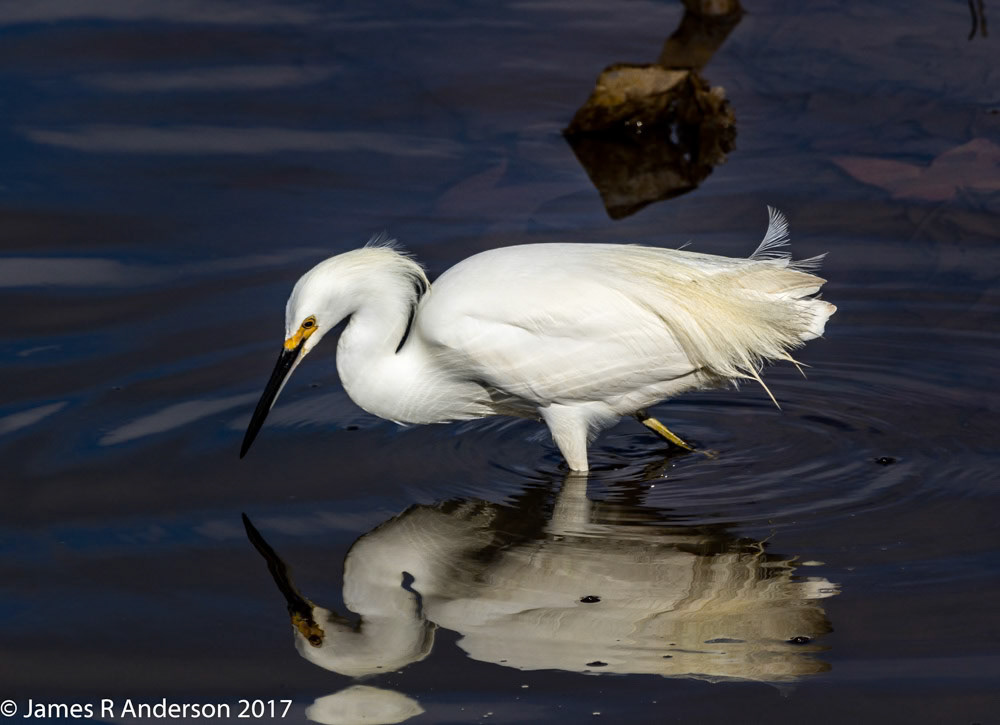 Snowy Egret at Carpentaria Wetlands
