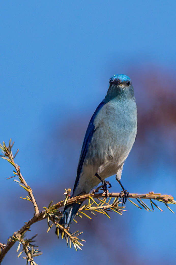 Mountain Bluebird at Lake Casitas