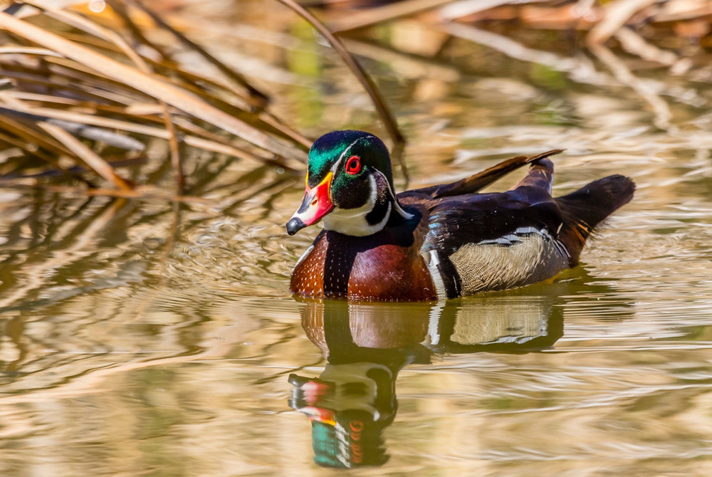Wood Duck at Upper Franklin Reservoir