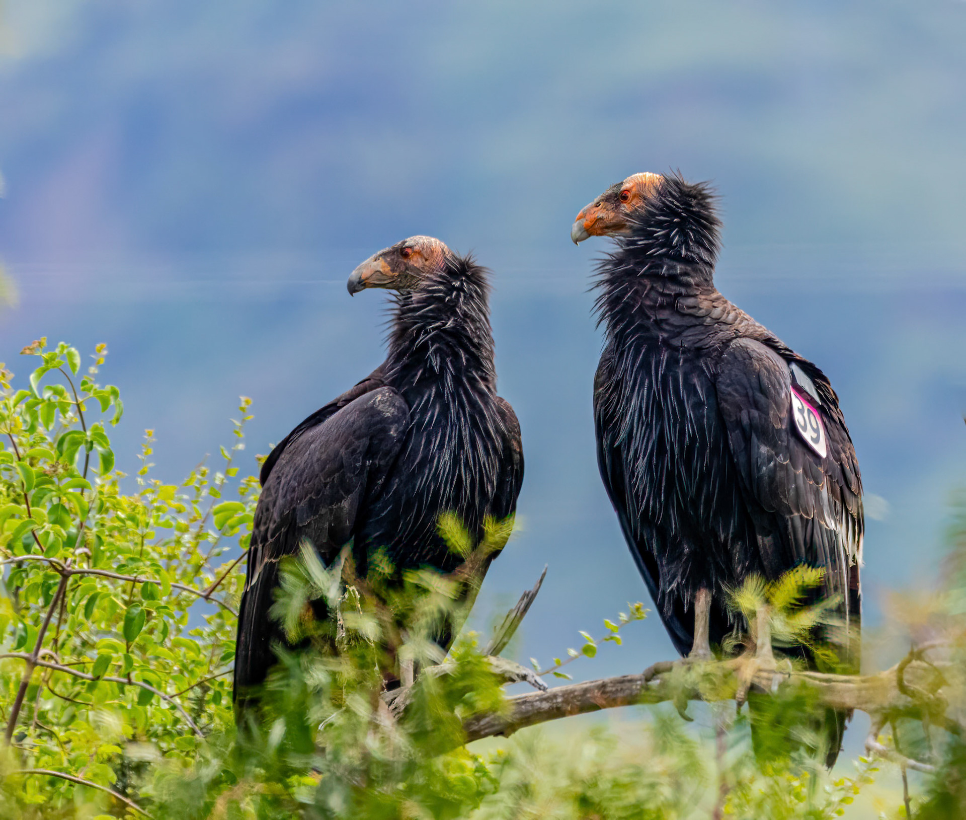 California Condor in Canada Larga
