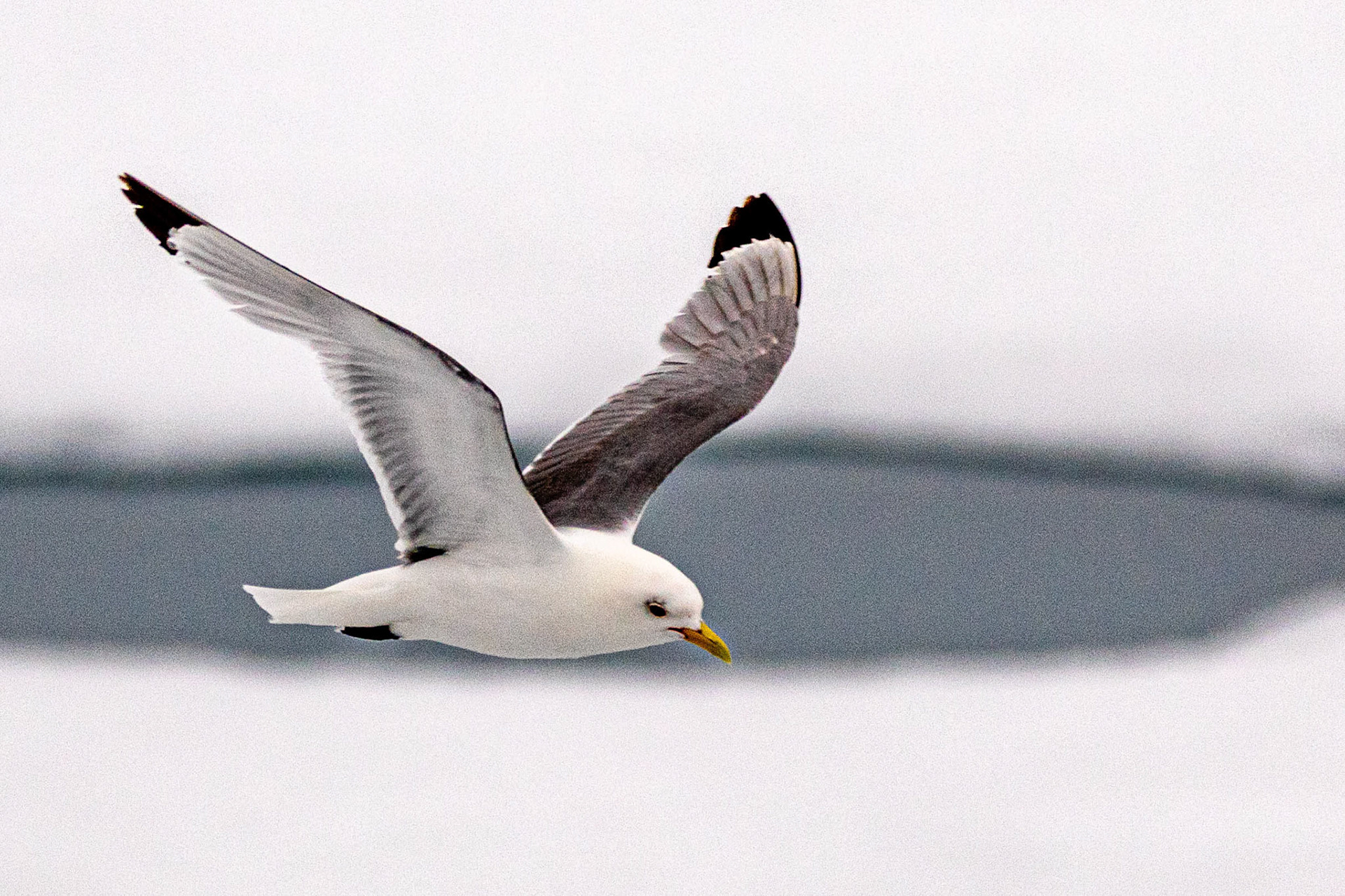 Ice Edge Lat 80 Deg 28.5 Min North Black-Legged Kittiwake