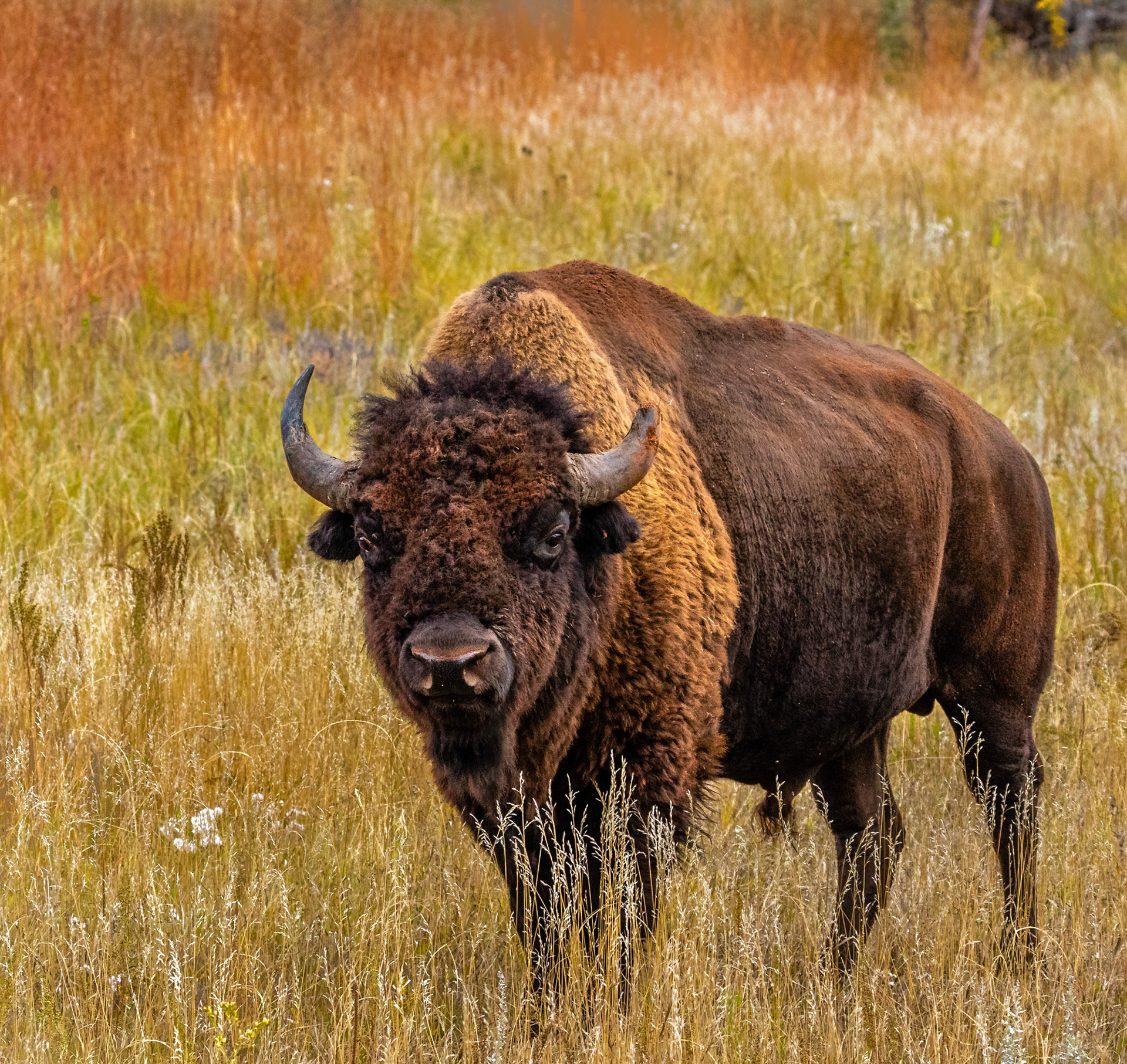 Custer State Park