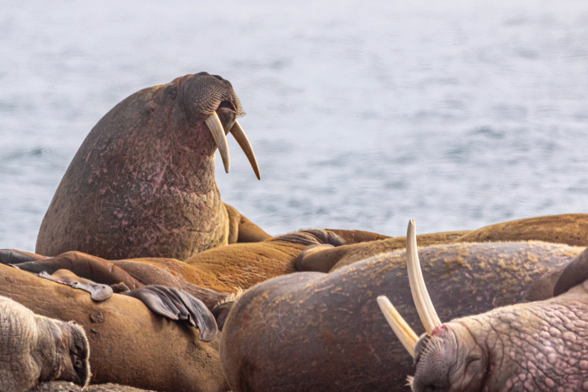 Poolepynten Walrus