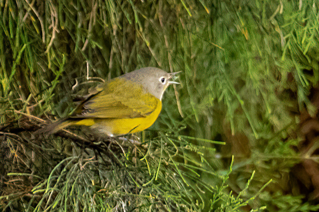 Nashville Warbler at Bob Killdee Park