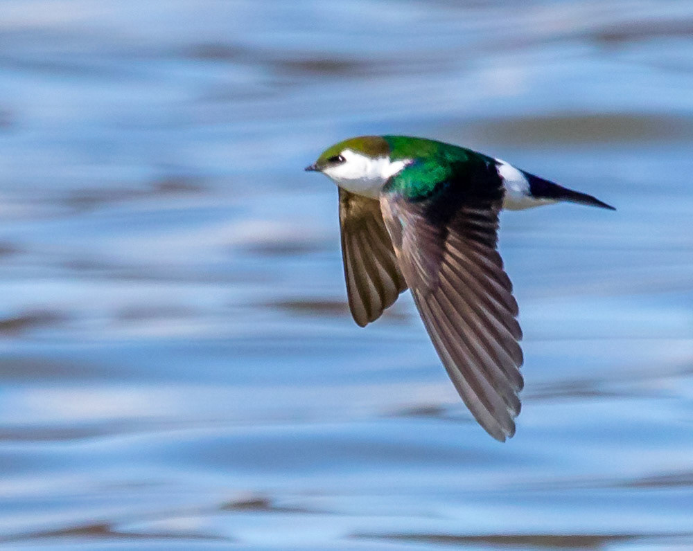 Violet-green Swallow Lake Casitas