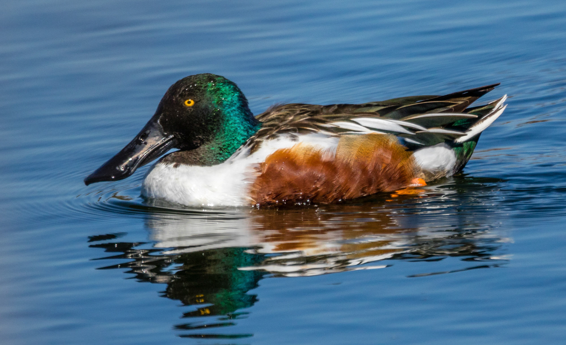 Northern Shoveler at Ventura Ponds
