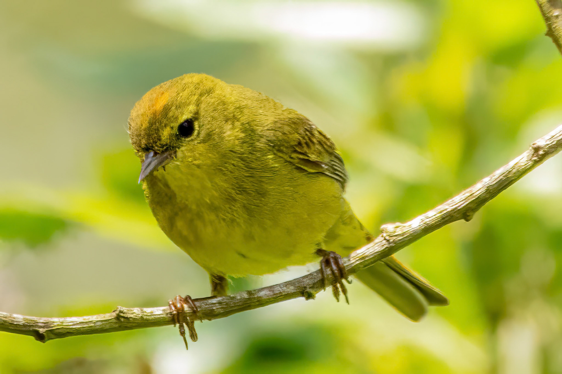 Orange-Crowned Warbler at Bates Bridge