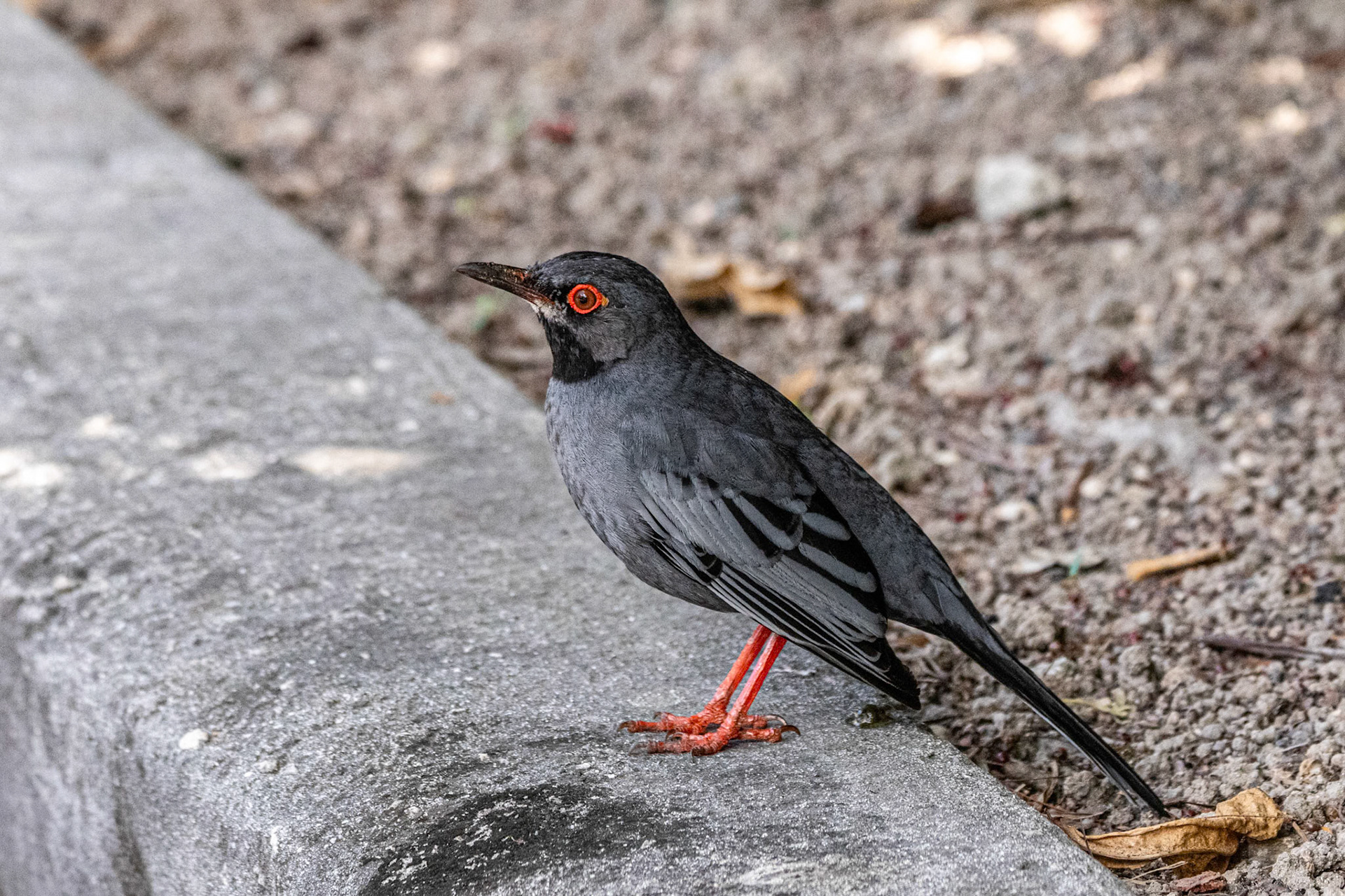 Red-Legged Thrush at Old Fort Bahamas