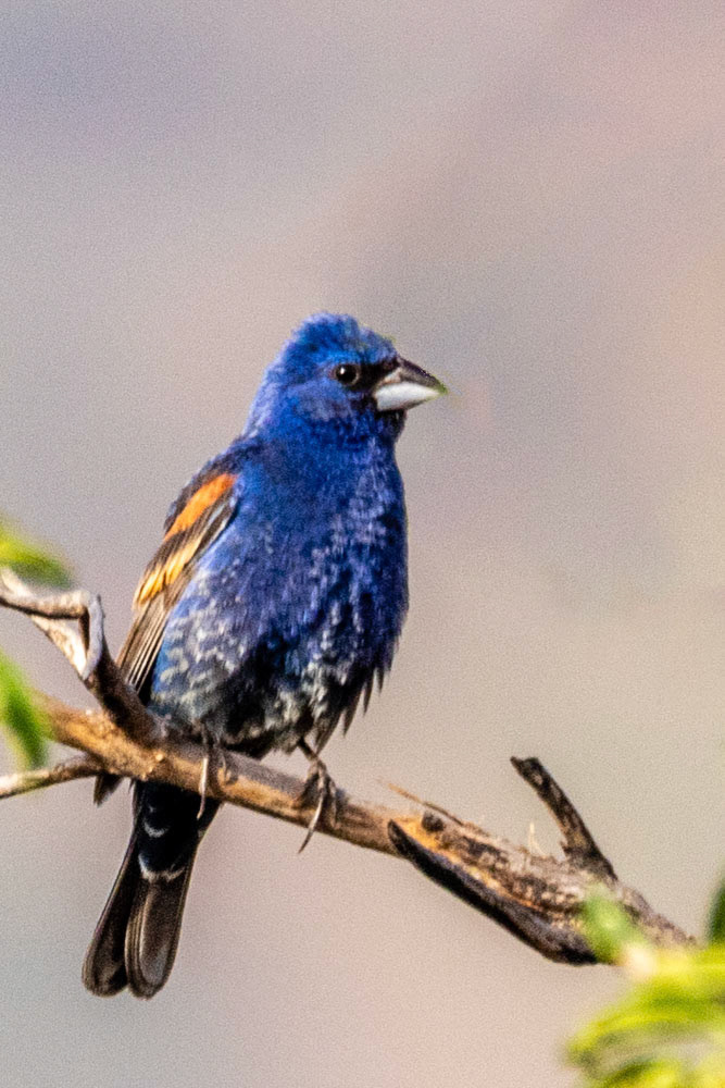 Blue Grosbeak in Hill Canyon