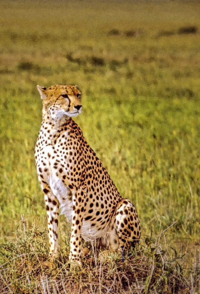Cheetah - Masai Mara Kenya 1984