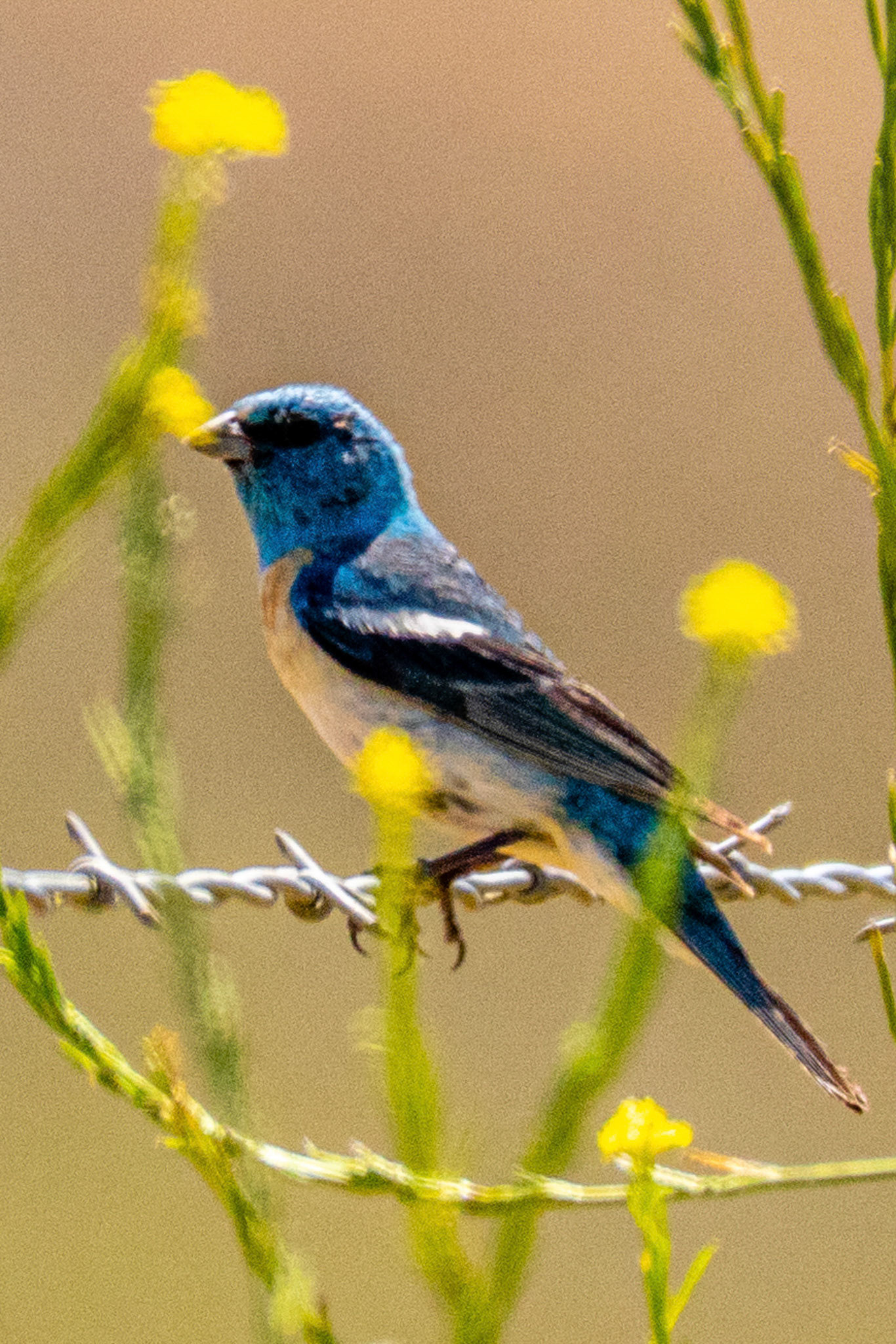 Lazuli Bunting in Canada Larga Ojai