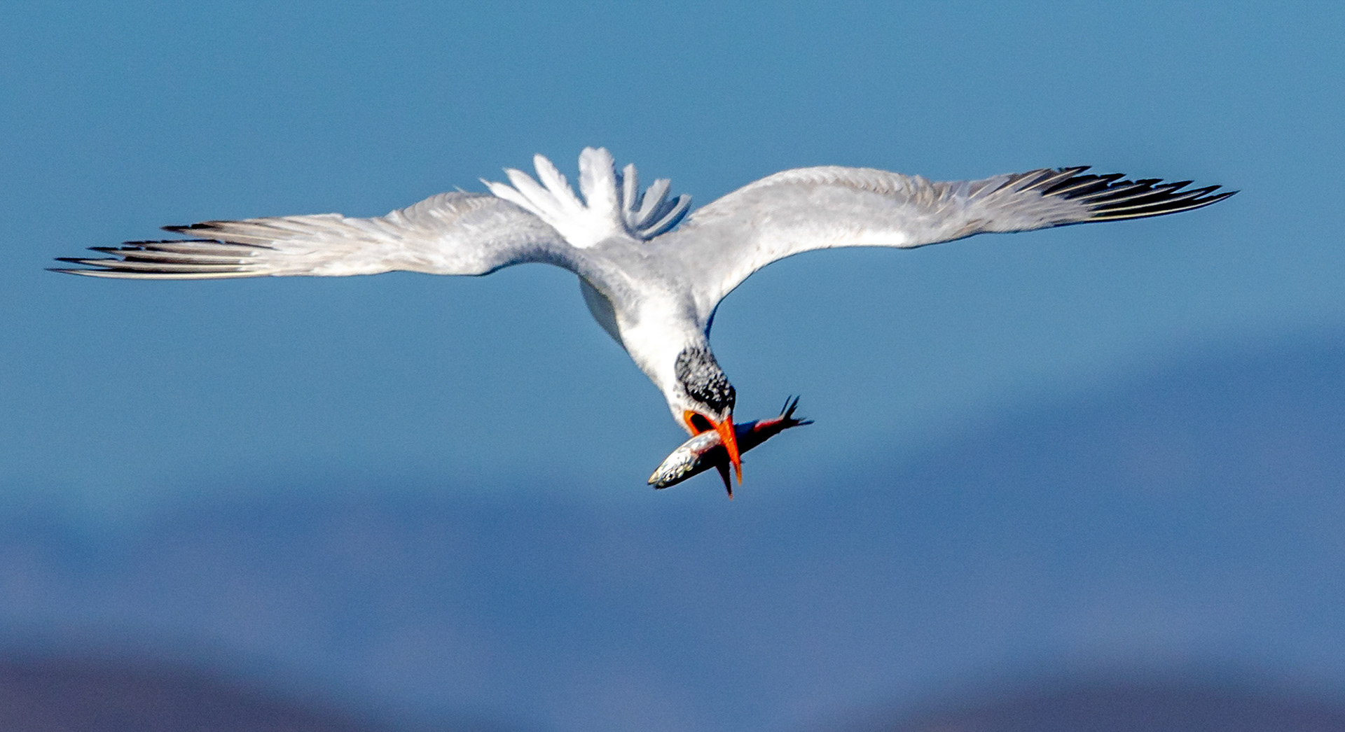 Caspian Tern with fish over Ventura Beach