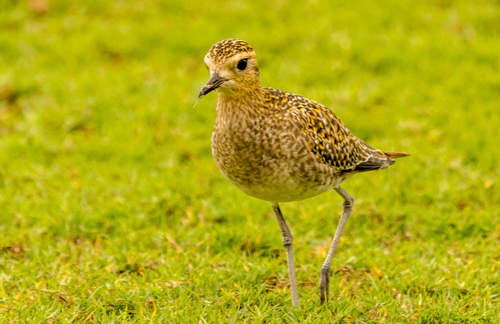 Kolea Pacific Golden Plover Oahu