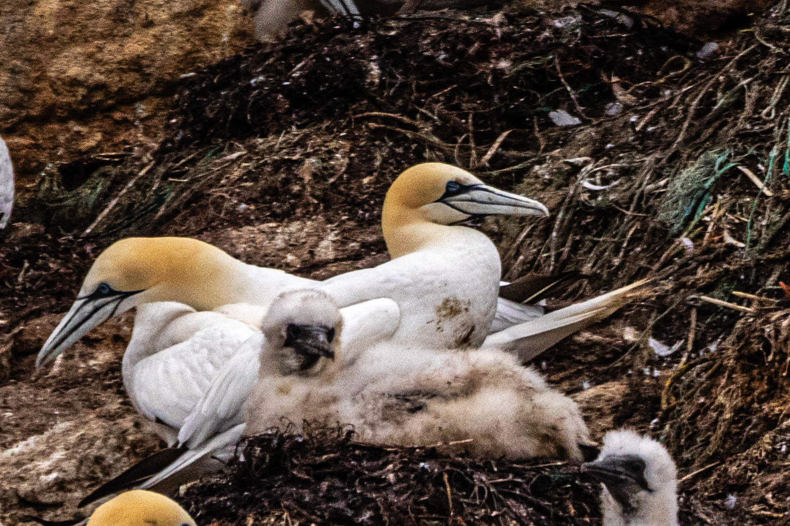 North Cape Gjesvær Bird Watching Tour Northern Gannets chicks