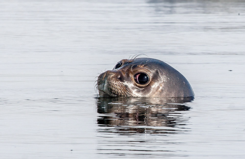 Weddle seal in water at Paradise Bay