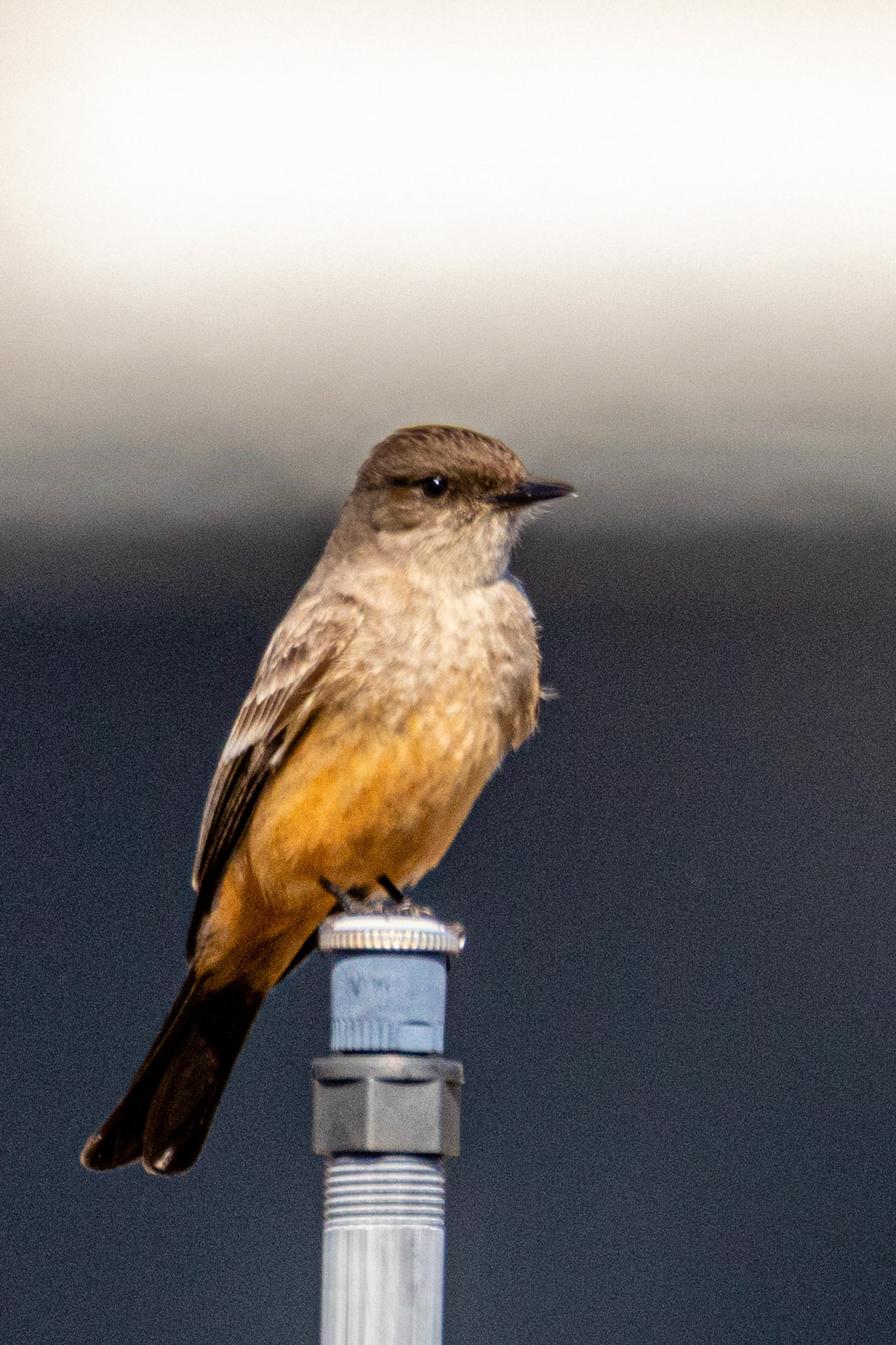 Say's Phoebe at Malibu Lagoon