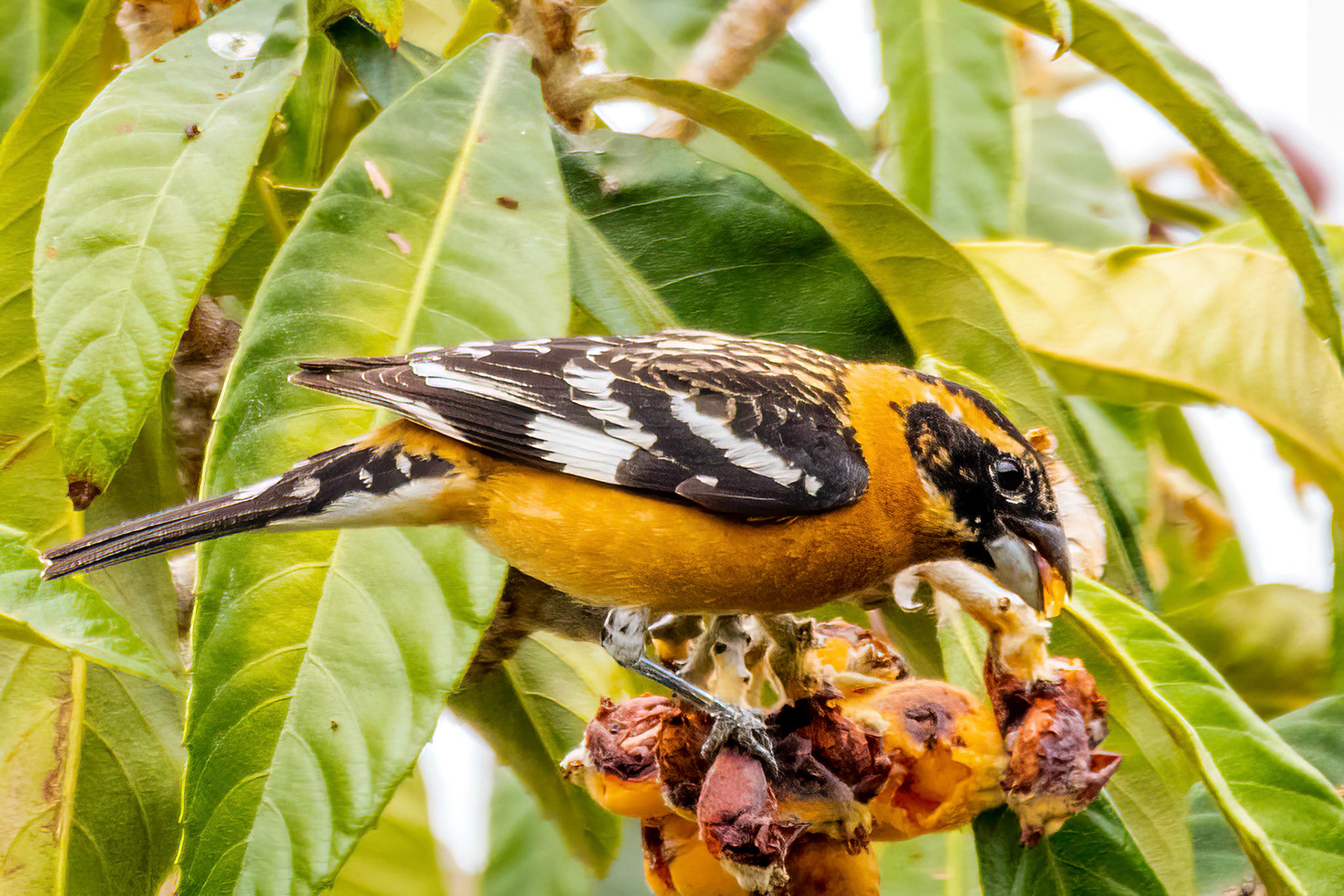 Black-headed Grosbeak  in Canada Larga