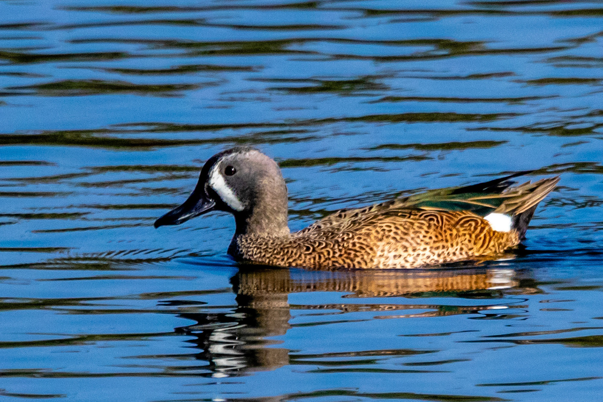 Blue-winged Teal at Ventura Ponds