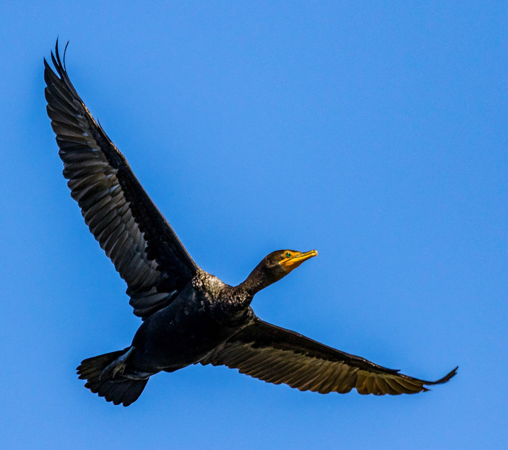 Double Crested Cormorant Juvenile