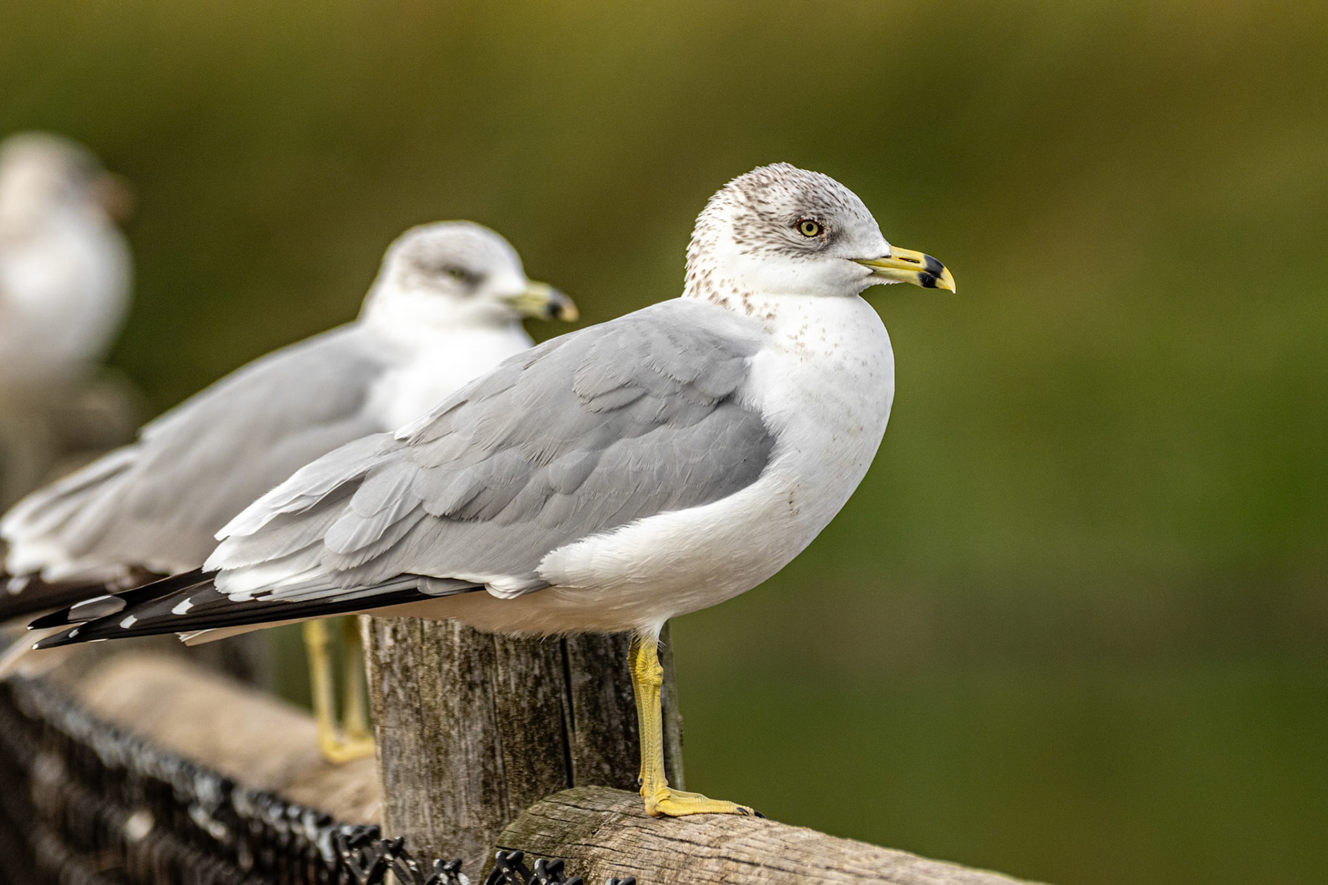 Ring-Billed Gull at Lake Carneros