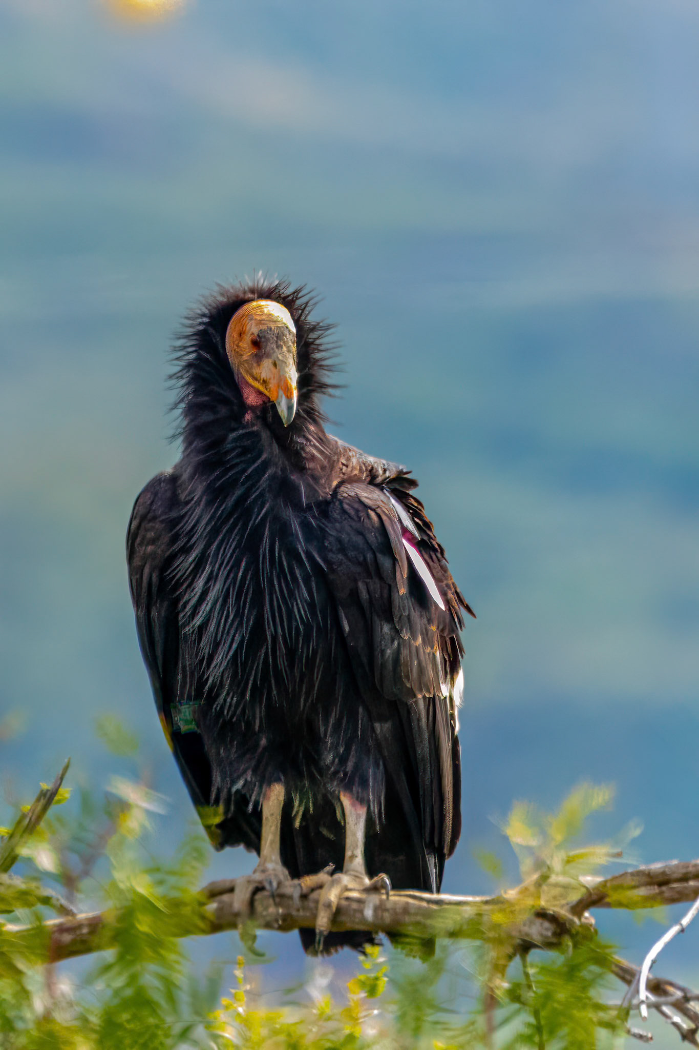 California Condor in Canada Larga