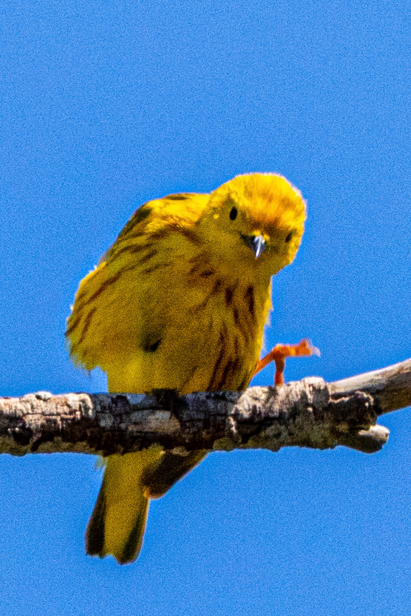 Yellow Warbler at Ventura Ponds