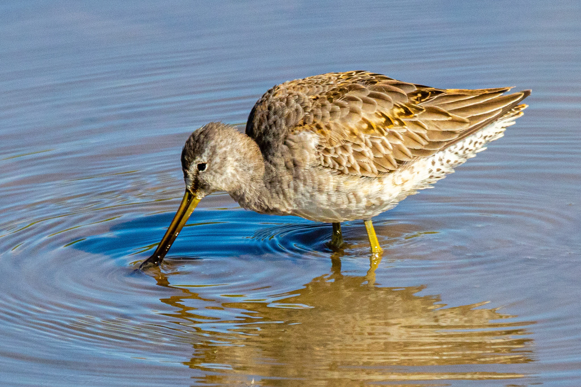 Short-billed Dowitcher at Ormand Beach