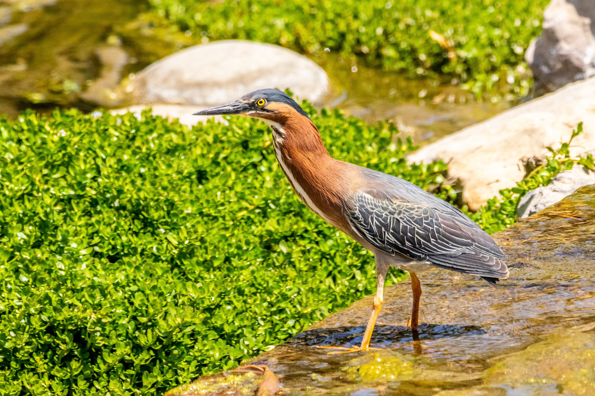 Gree Heron at Simi Arroyo