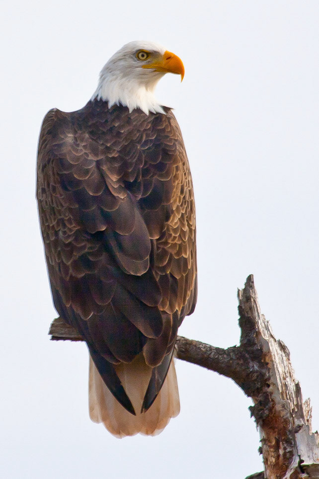 Bald Eagle in Prince Edward Island National Park
