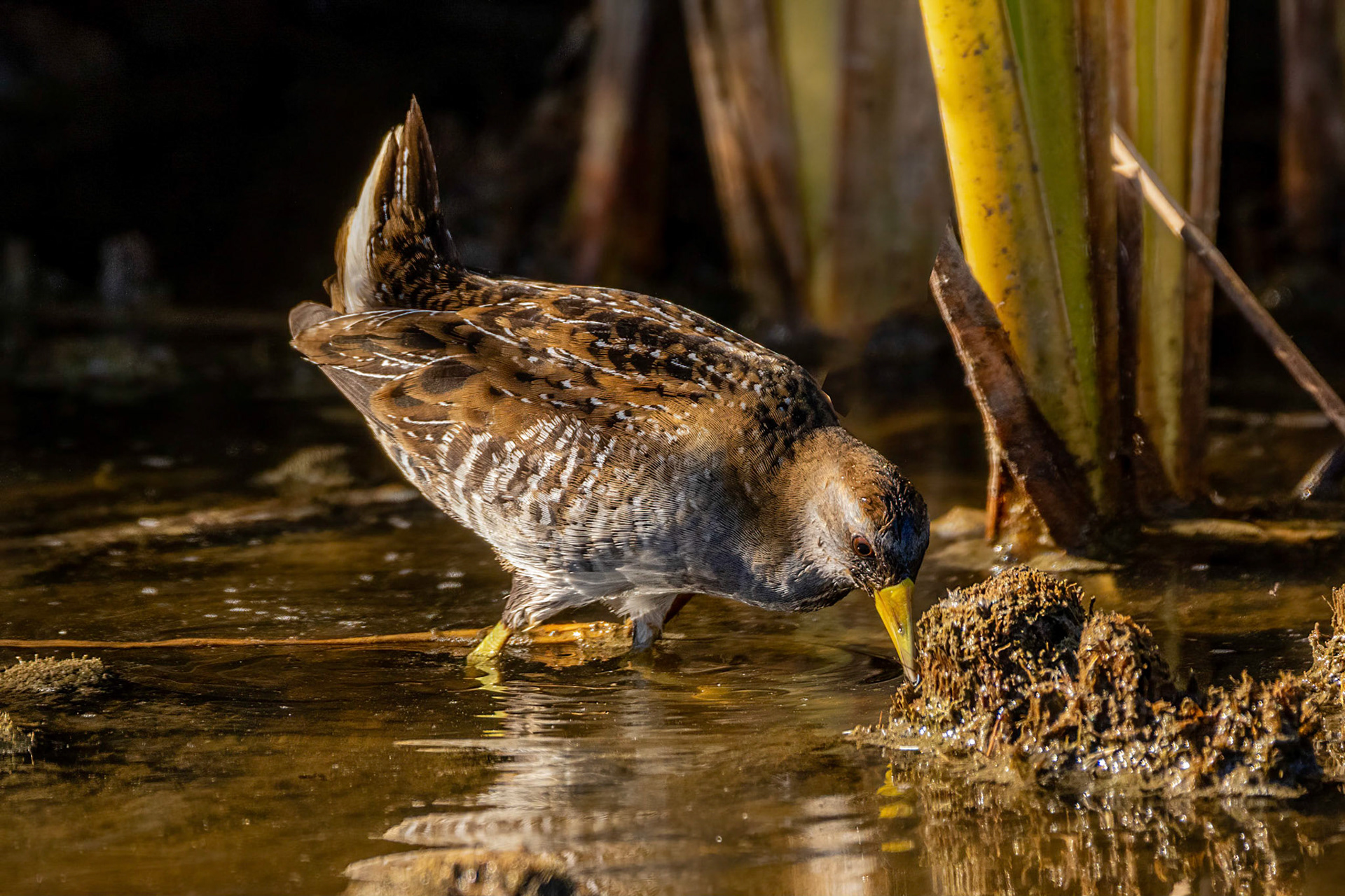 Sora at Legacy Park Malibu