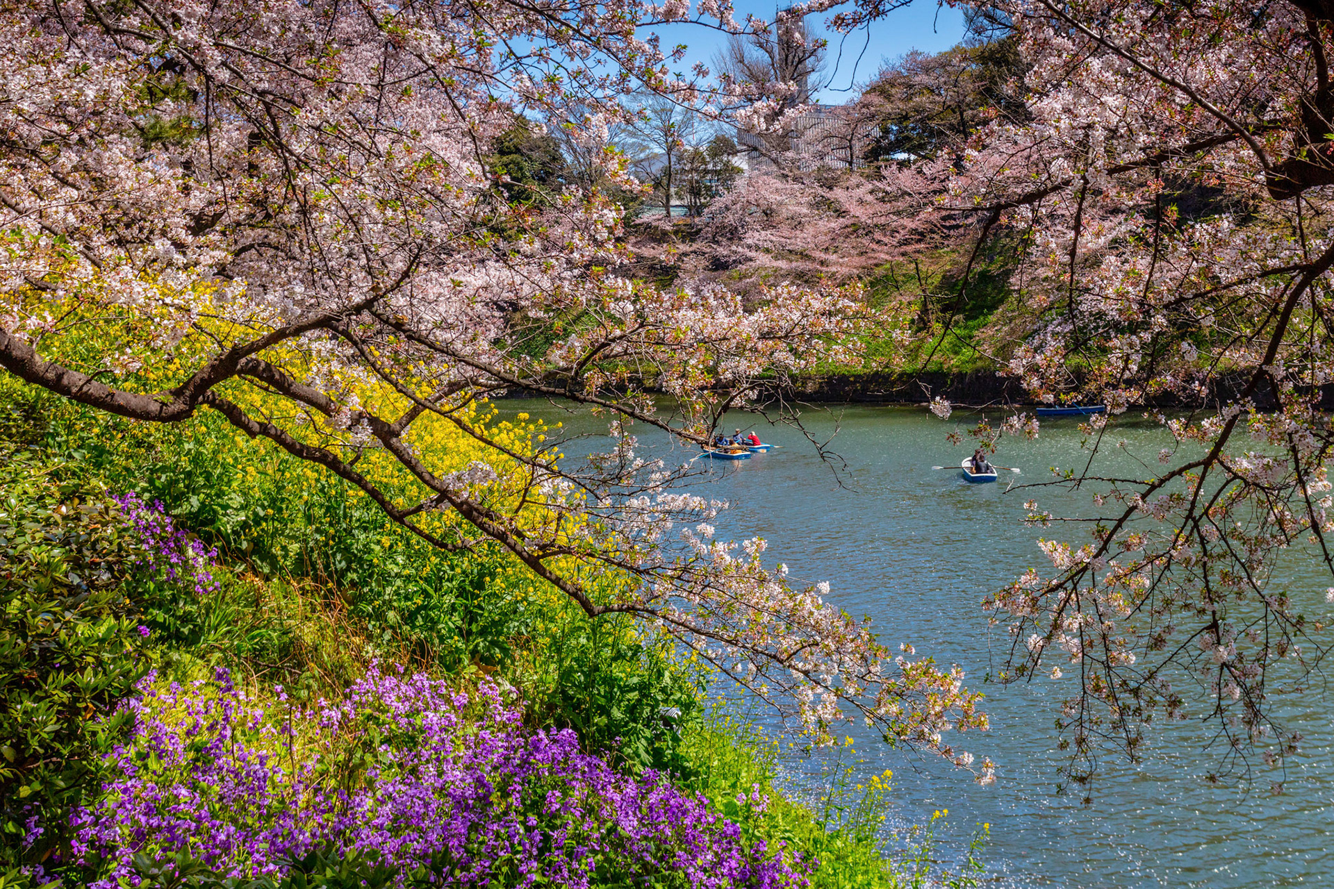 Chidori-ga-fuchi near  the Imperial Palace Tokyo