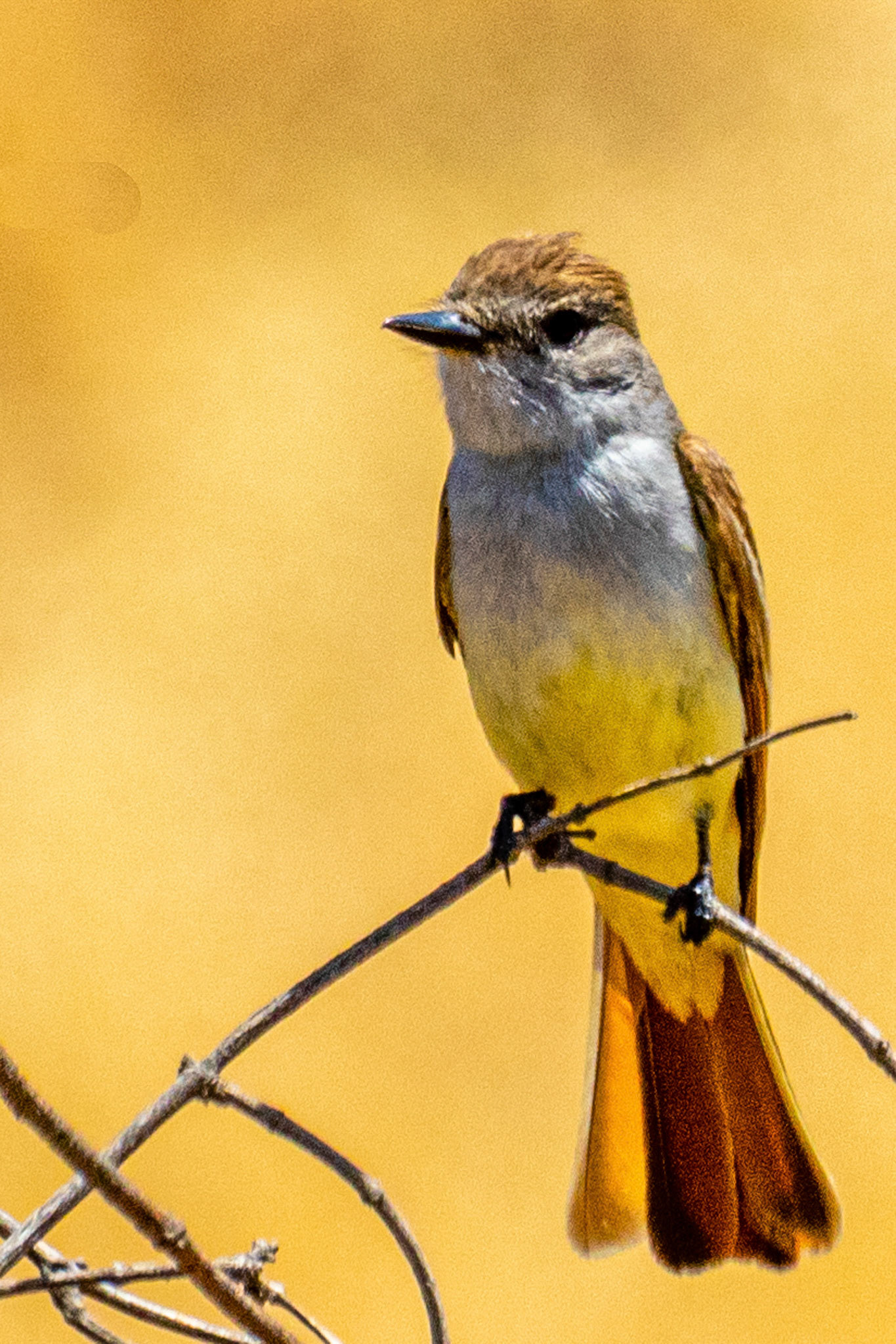 Ash-throated Flycatcher in Canada Larga Ojai