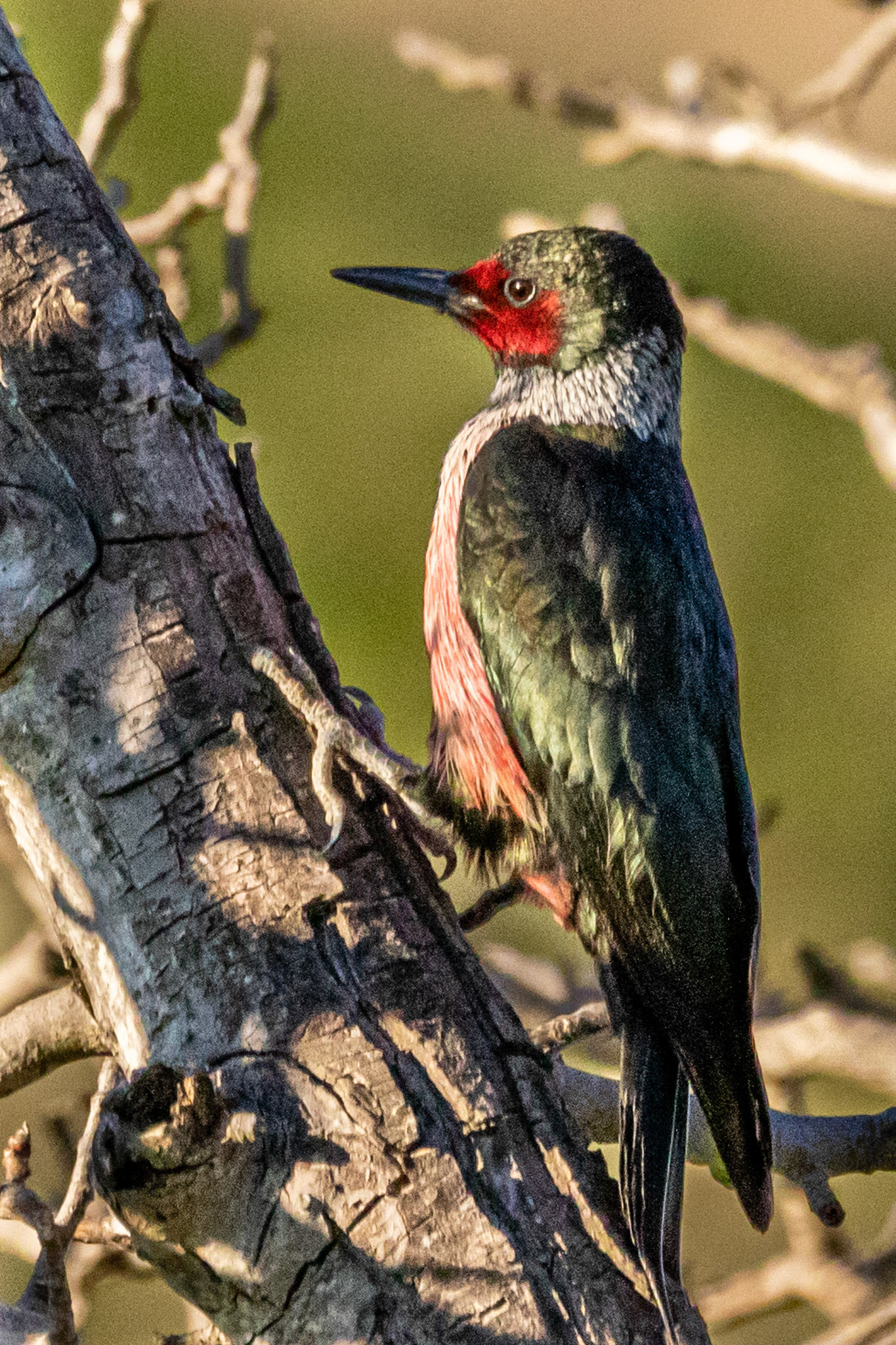 Lewis's Woodpecker in Canada Larga, Ojai