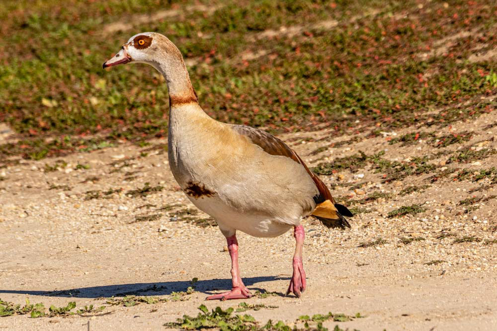 Egyptian Goose at Sepulveda Dam
