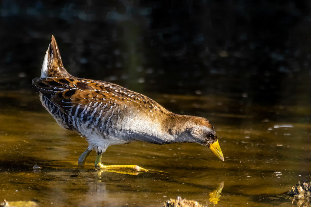 Sora at Legacy Park Malibu