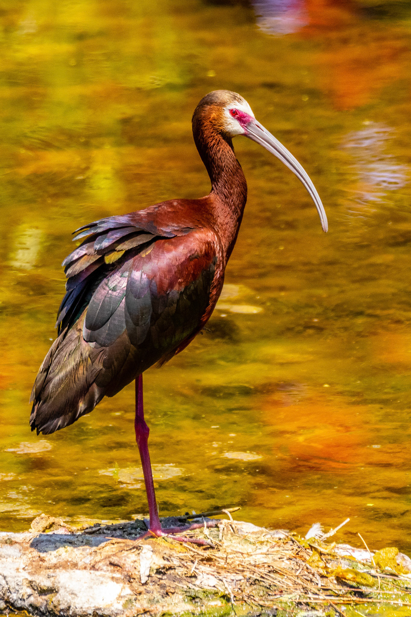 White-faced Ibis in Simi Arroyo