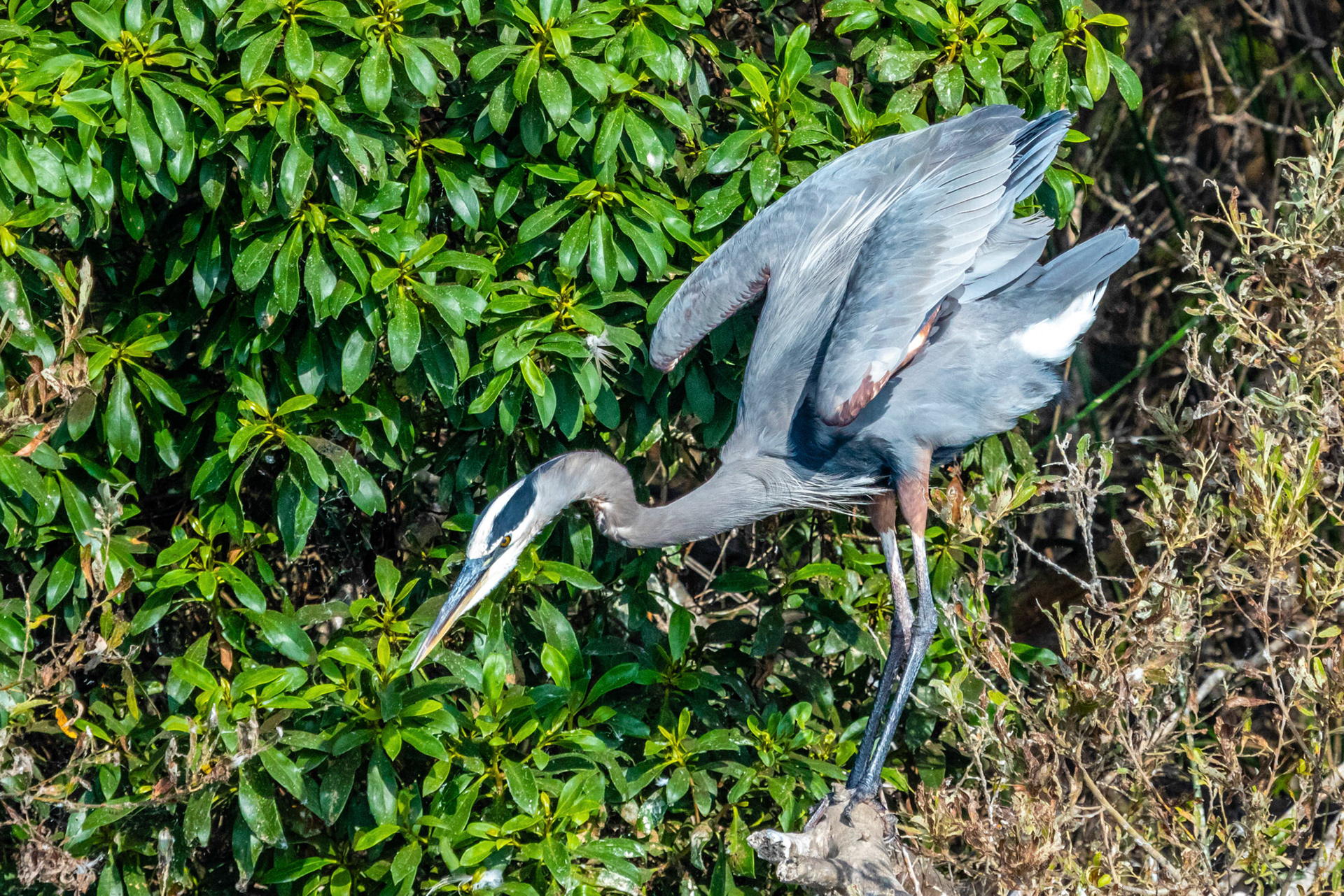 Great Blue Heron at Ventura Ponds