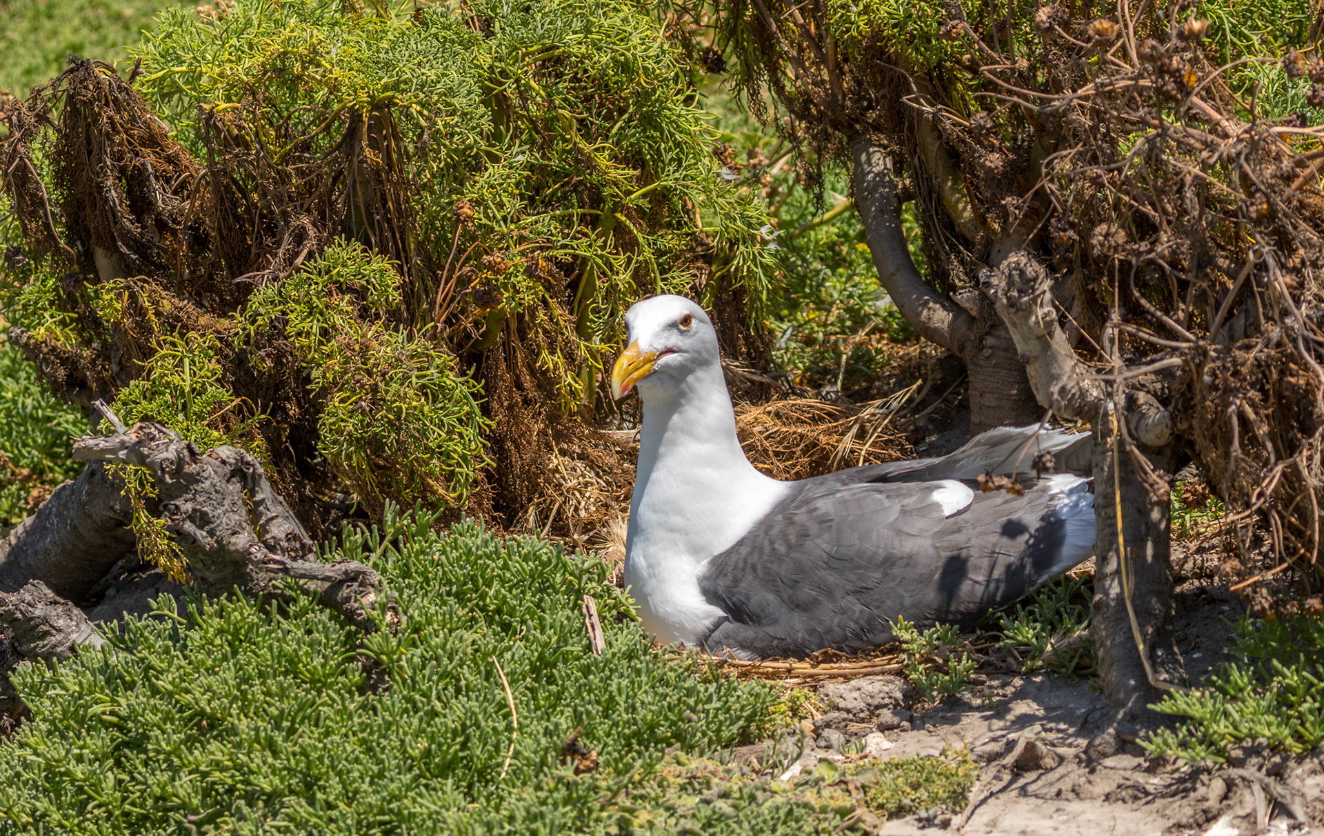 Nesting gull on Anacapa Island