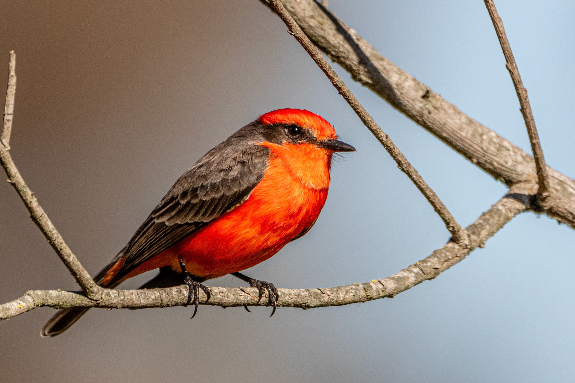 Vermilion Flycatcher at Huntington Beach City Park
