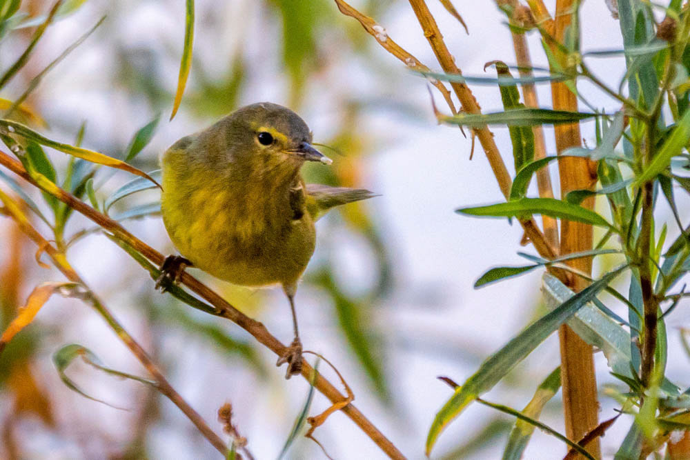 Orange-crowned Warbler at Simi Arroyo