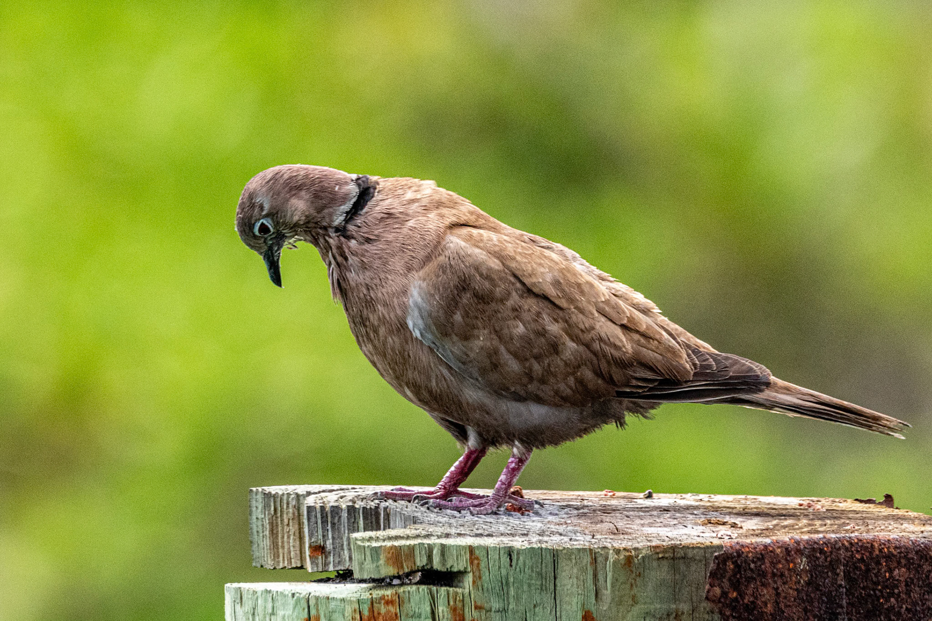 Eurasian Collared Dove at Sandyport Bahamas