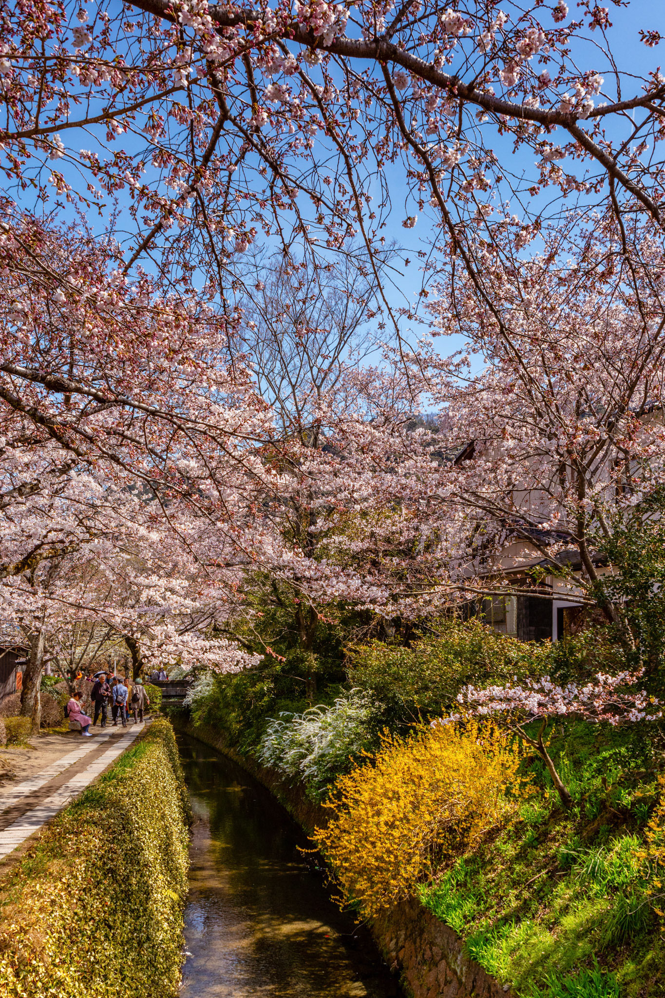 Philosopher's Path Kyoto