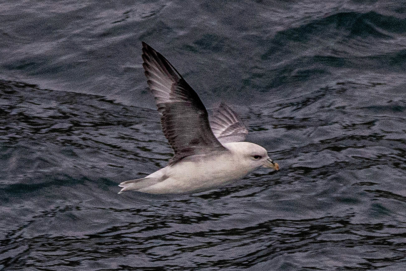 Bear Island Northern Fulmar