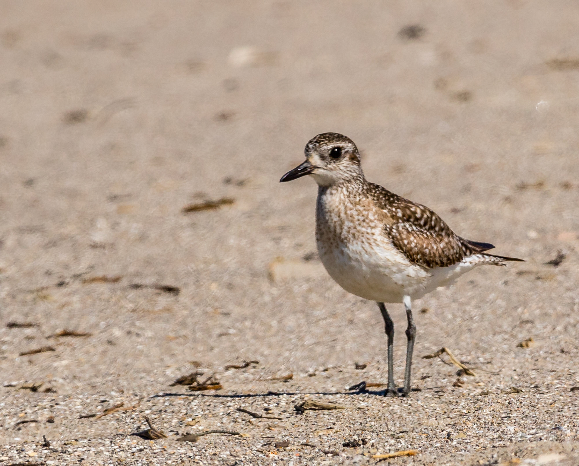 Black-Bellied Plover