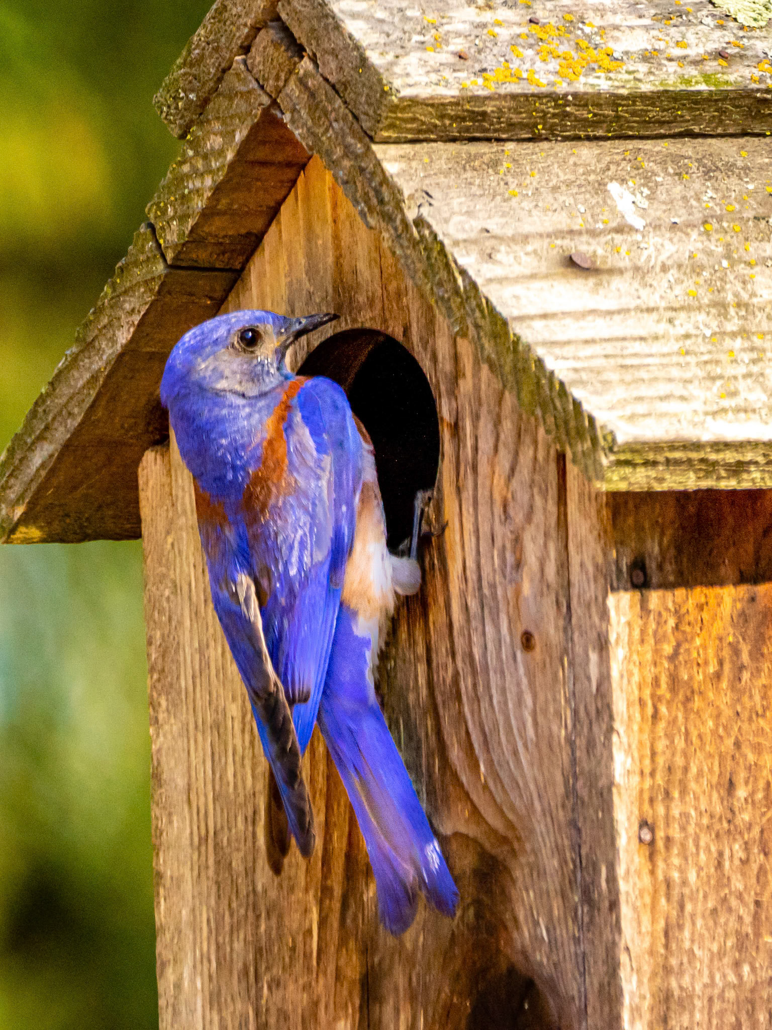 Western Bluebird feeding his chicks