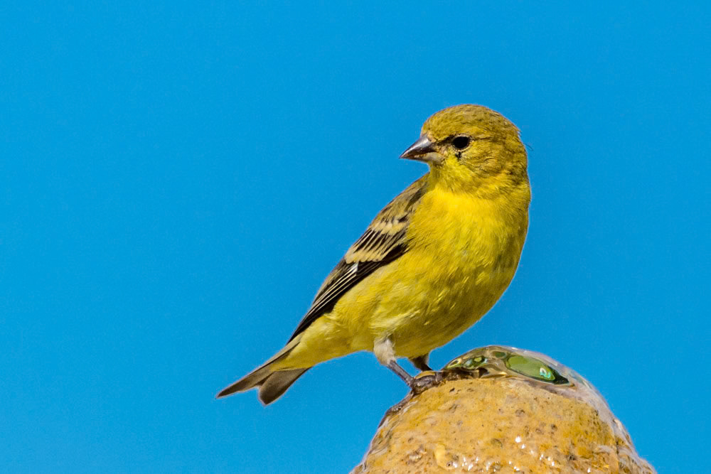 Lesser Goldfinch in Thousand Oaks