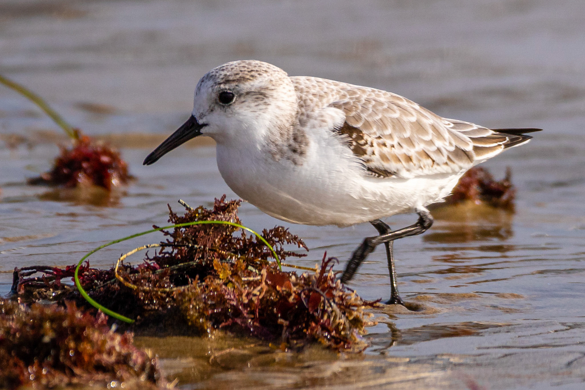Sanderling at Malibu Lagoon