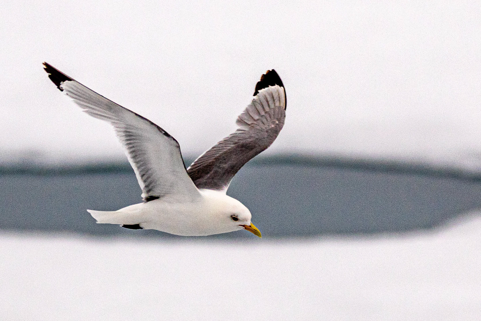 Ice Edge Lat 80 Deg 28.5 Min North Black-Legged Kittiwake